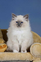 Birman cat, blue-point kitten, 8 weeks, sitting on toy chair