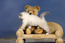 Birman, blue-point kitten, 8 weeks, with teddy bear toy
