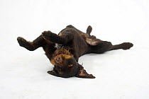 German Wire-haired Pointer, rolling, lying on its back