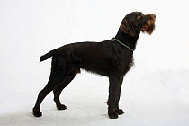 German Wire-haired Pointer, show stack standing, docked tail