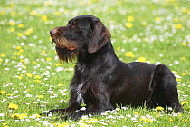 German Wire-haired Pointer, lying on grass amongst flowers