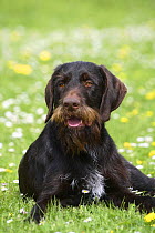 German Wire-haired Pointer, lying down on grass