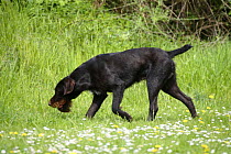 German Wire-haired Pointer, standing sniffing scent