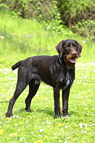 German Wire-haired Pointer, standing panting