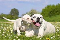 White German Boxer, female interacting with puppy, 10 weeks