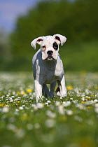 White German Boxer, puppy with dark patch over one eye, 10 weeks,