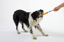 Australian Shepherd dog, playing with tug-of-war toy
