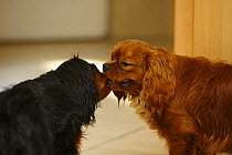 Cavalier King Charles Spaniel, ruby and black-and-tan, 11 month, playing together