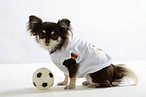Chihuahua, long haired, with football, wearing German football shirt