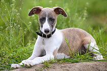 Whippet, puppy, 11 weeks, wearing collar