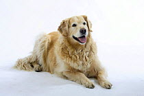 Golden Retriever, overweight dog, lying down