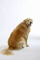 Golden Retriever, overweight dog, sitting, rear view