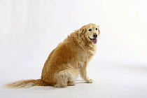 Golden Retriever, overweight dog, sitting