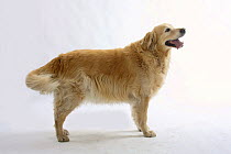 Golden Retriever, overweight dog, panting, wagging tail