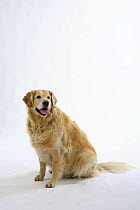 Golden Retriever, overweight dog, sitting, panting