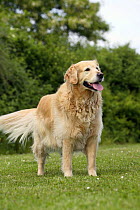 Golden Retriever, overweight dog, in garden