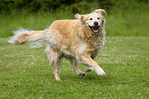 Golden Retriever, overweight dog, running in garden