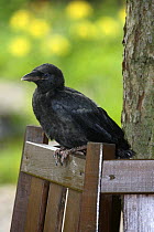 Carrion Crow (Corvus corone corone) fledgling perched on bench, captive