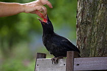 Carrion Crow (Corvus corone corone) fledgling perched on bench, being fed by hand, captive
