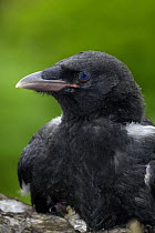 Carrion Crow (Corvus corone corone) fledgling, captive