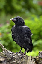 Carrion Crow (Corvus corone corone) fledgling perched, captive