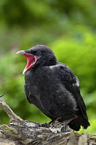 Carrion Crow (Corvus corone corone) fledgling perched, yawning, captive