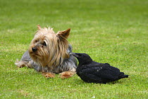Yorkshire Terrier and orphan fledgling Carrion Crow (Corvus corone corone)
