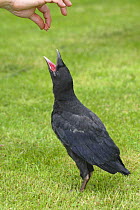 Carrion Crow, (Corvus corone corone) orphaned fledgling begging for food, Germany