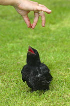 Carrion Crow, (Corvus corone corone) orphaned fledgling begging for food, Germany