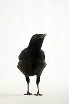 Carrion Crow, fledgling (Corvus corone corone)