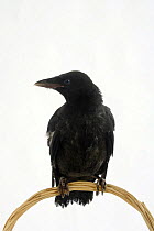 Carrion Crow, fledgling perched, (Corvus corone corone)