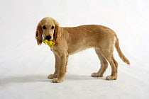 English Cocker Spaniel, 5 months, standing with toy