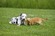 Dalmatian and English Cocker Spaniel, 5 months, playing