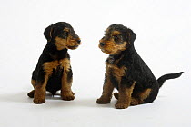 Two Welsh Terrier puppies, 7 weeks, sitting