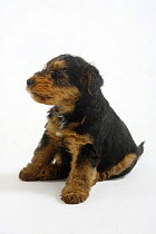 Welsh Terrier, puppy, 7 weeks, sitting