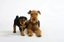 Welsh Terrier, bitch with puppy, 7 weeks