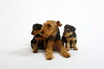 Welsh Terrier, bitch with two puppies, 7 weeks