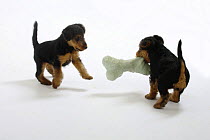 two Welsh Terrier puppies, 7 weeks, playing with toy bone