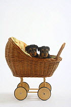 Two Welsh Terrier puppies, 7 weeks, sitting in doll's pram