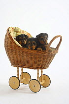 Three Welsh Terrier puppies, 7 weeks, sitting in doll's pram