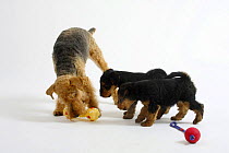 Welsh Terrier, old bitch, 13 years, playing with two puppies, 7 weeks