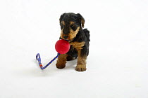 Welsh Terrier, puppy, 7 weeks, with toy