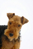 Welsh Terrier, bitch, head portrait