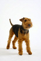 Welsh Terrier, bitch, portrait