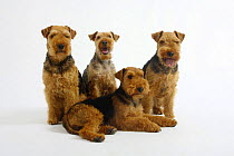 Welsh Terrier, four bitches, three sitting, one lying down