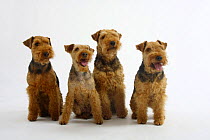 Welsh Terrier, four bitches sitting in a row