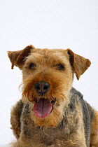Welsh Terrier, bitch, 12 years old, portrait
