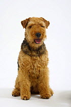Welsh Terrier, bitch, 8 years, sitting