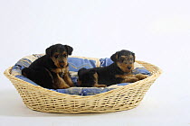 Welsh Terrier, two puppies, 7 weeks, in a dog basket