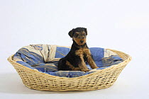 Welsh Terrier, puppy, 7 weeks, sitting in a dog basket
